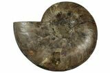 Cut & Polished Ammonite Fossil (Half) - Madagascar #318024-1